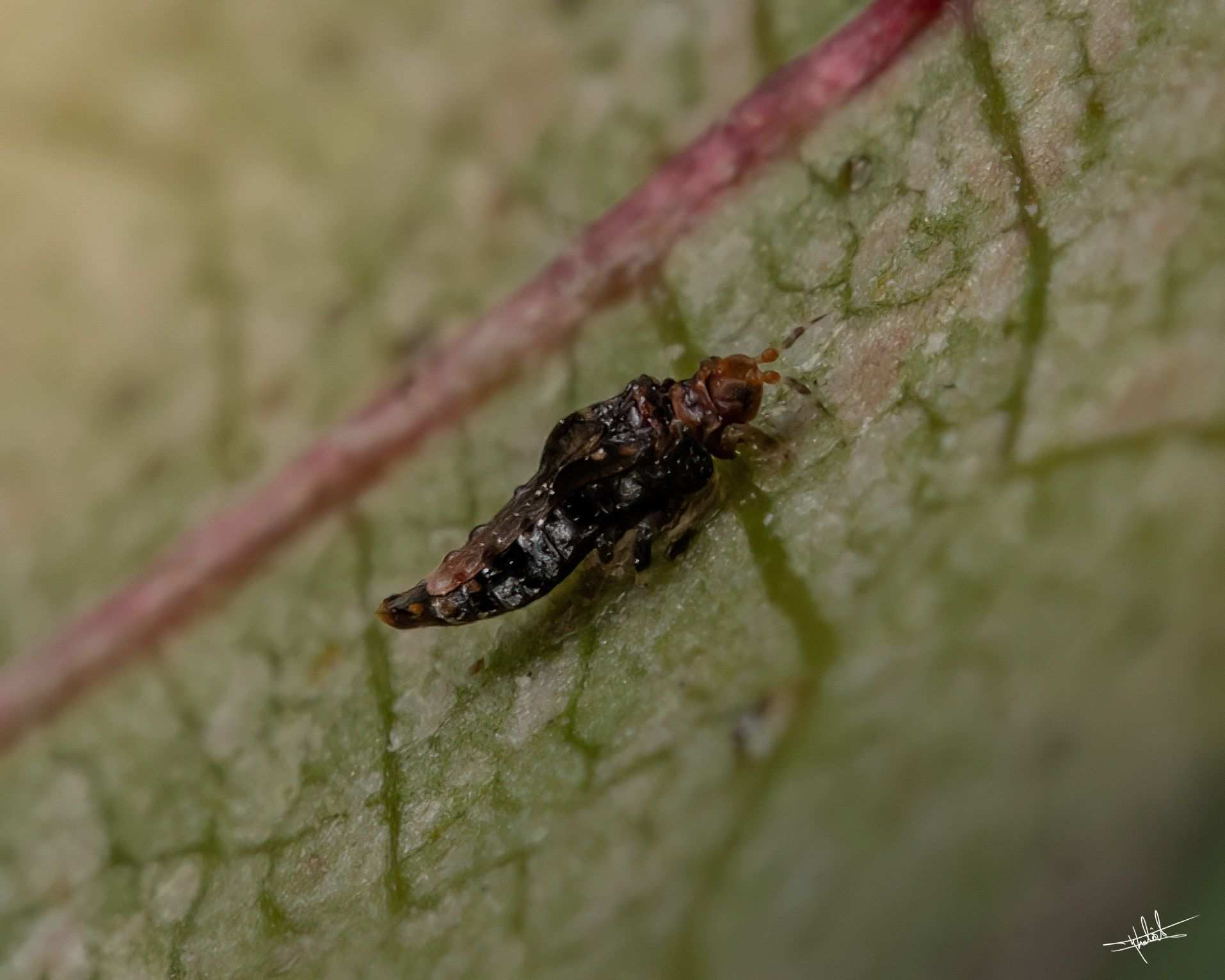 Retithrips syriacus