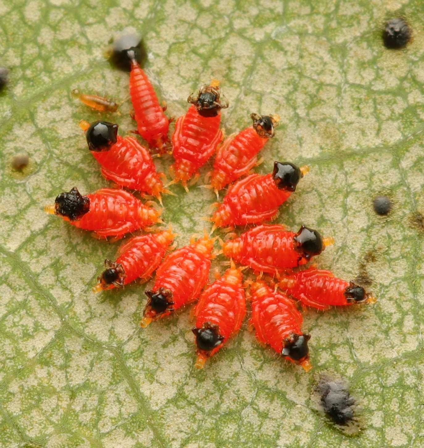Retithrips syriacus