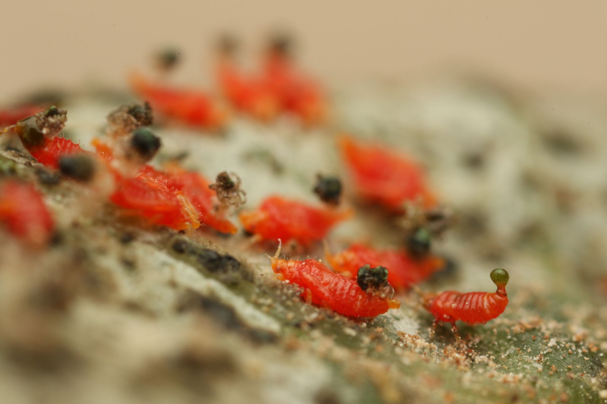 Retithrips syriacus
