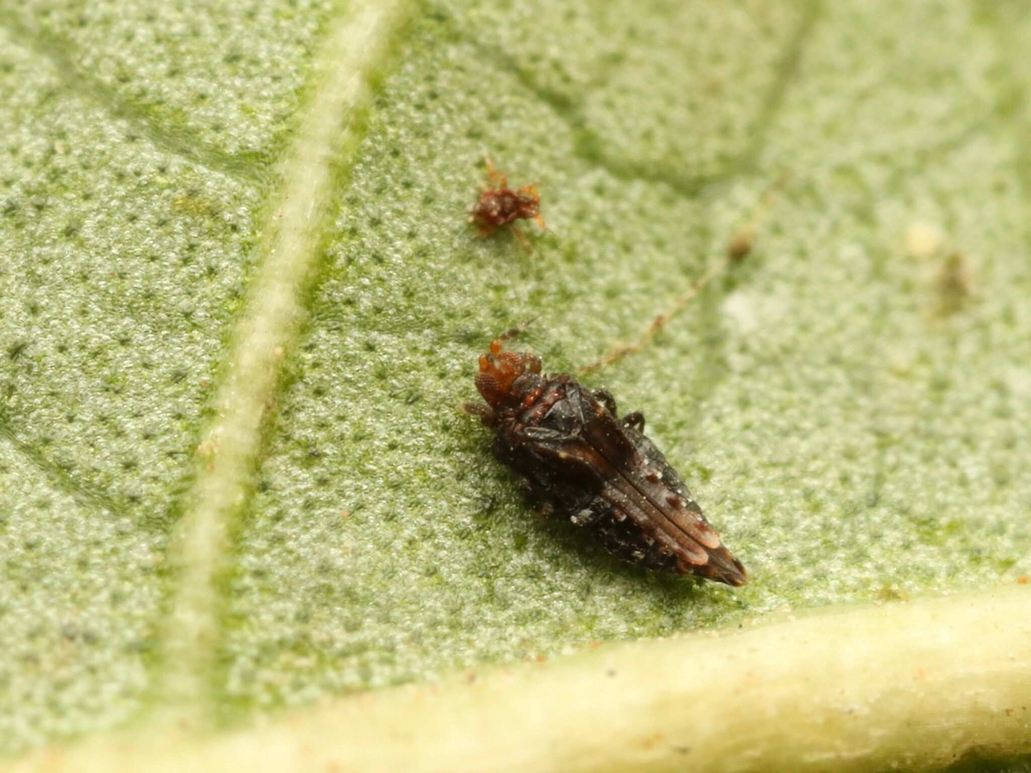 Retithrips syriacus