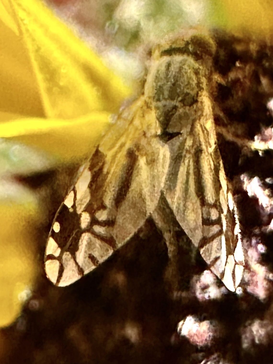 Trupanea femoralis