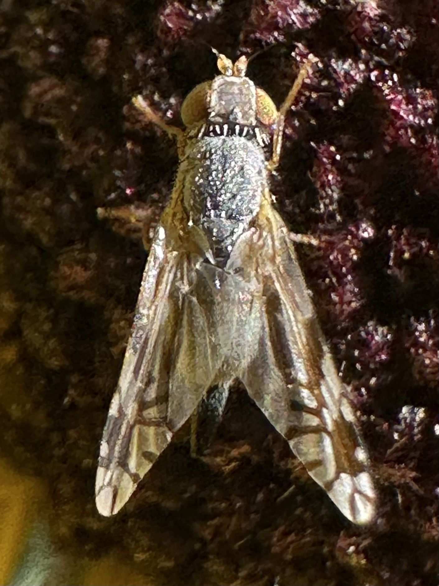 Trupanea femoralis