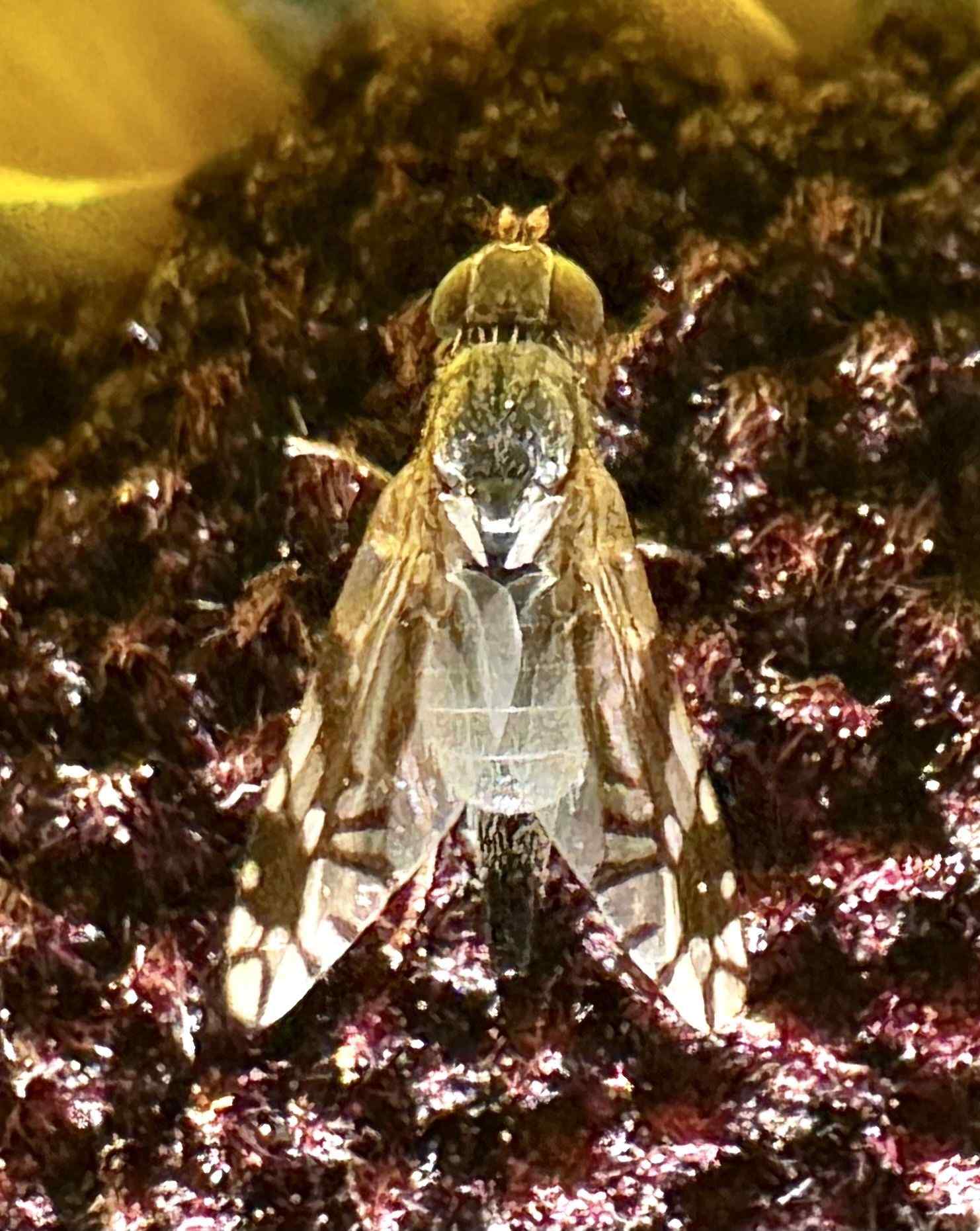 Trupanea femoralis