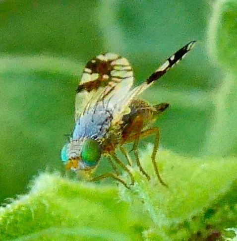 Trupanea femoralis