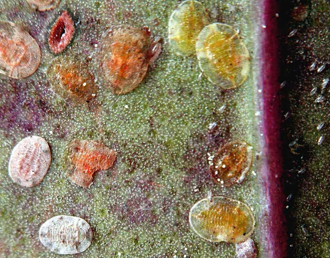 Dialeurodes citri
