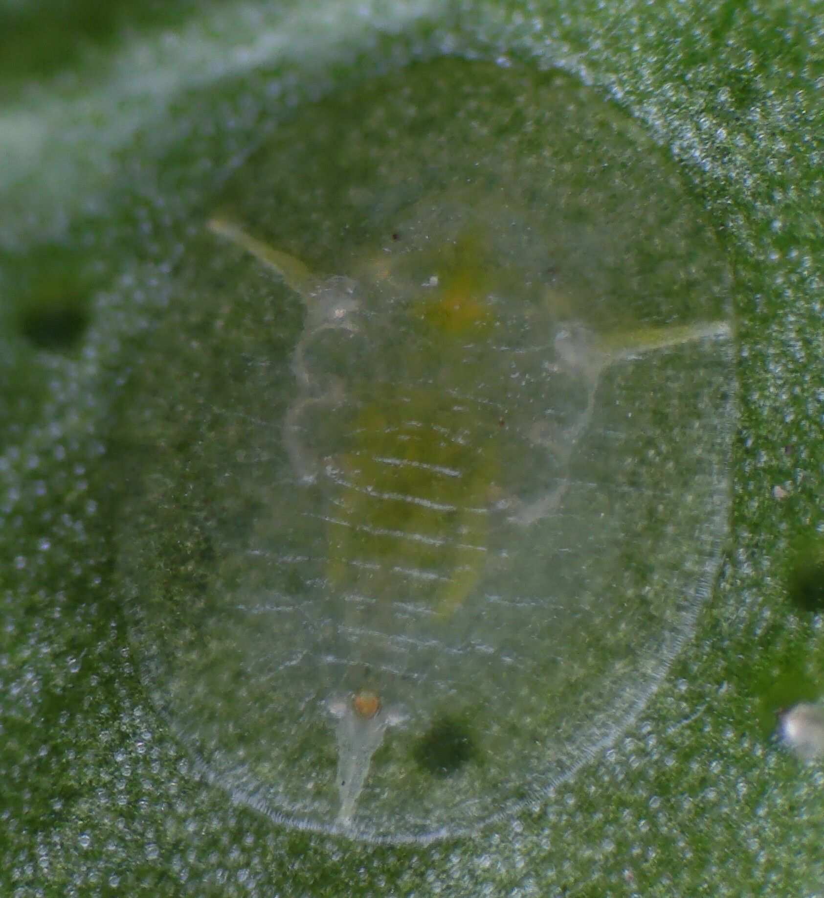 Dialeurodes citri