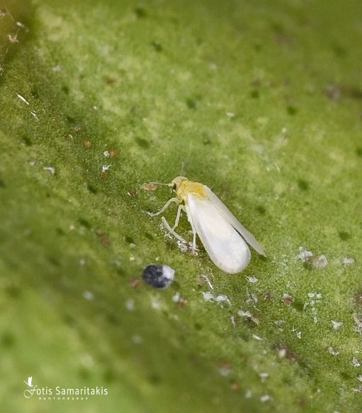 Dialeurodes citri