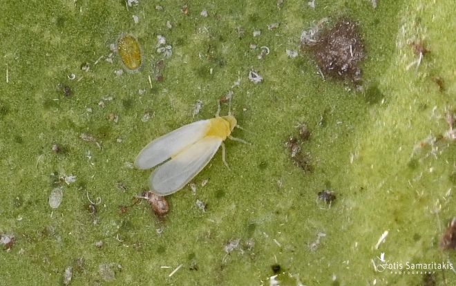 Dialeurodes citri