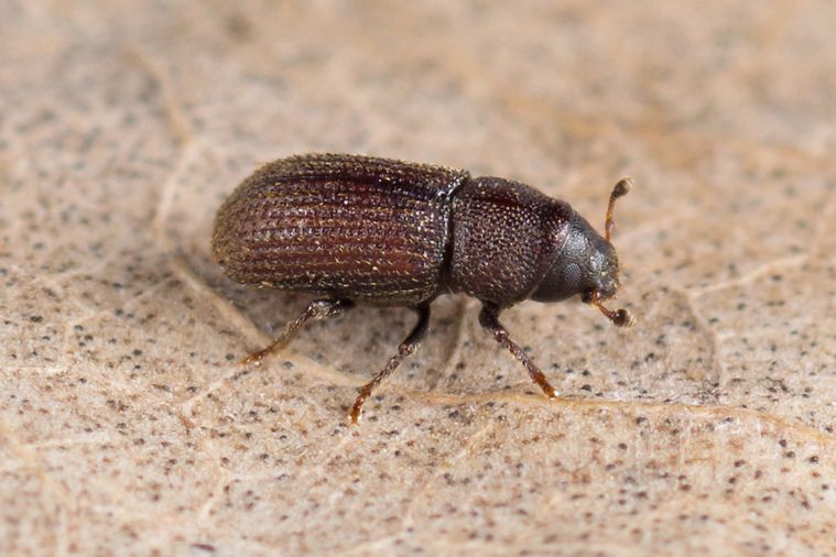 Hylurgops palliatus