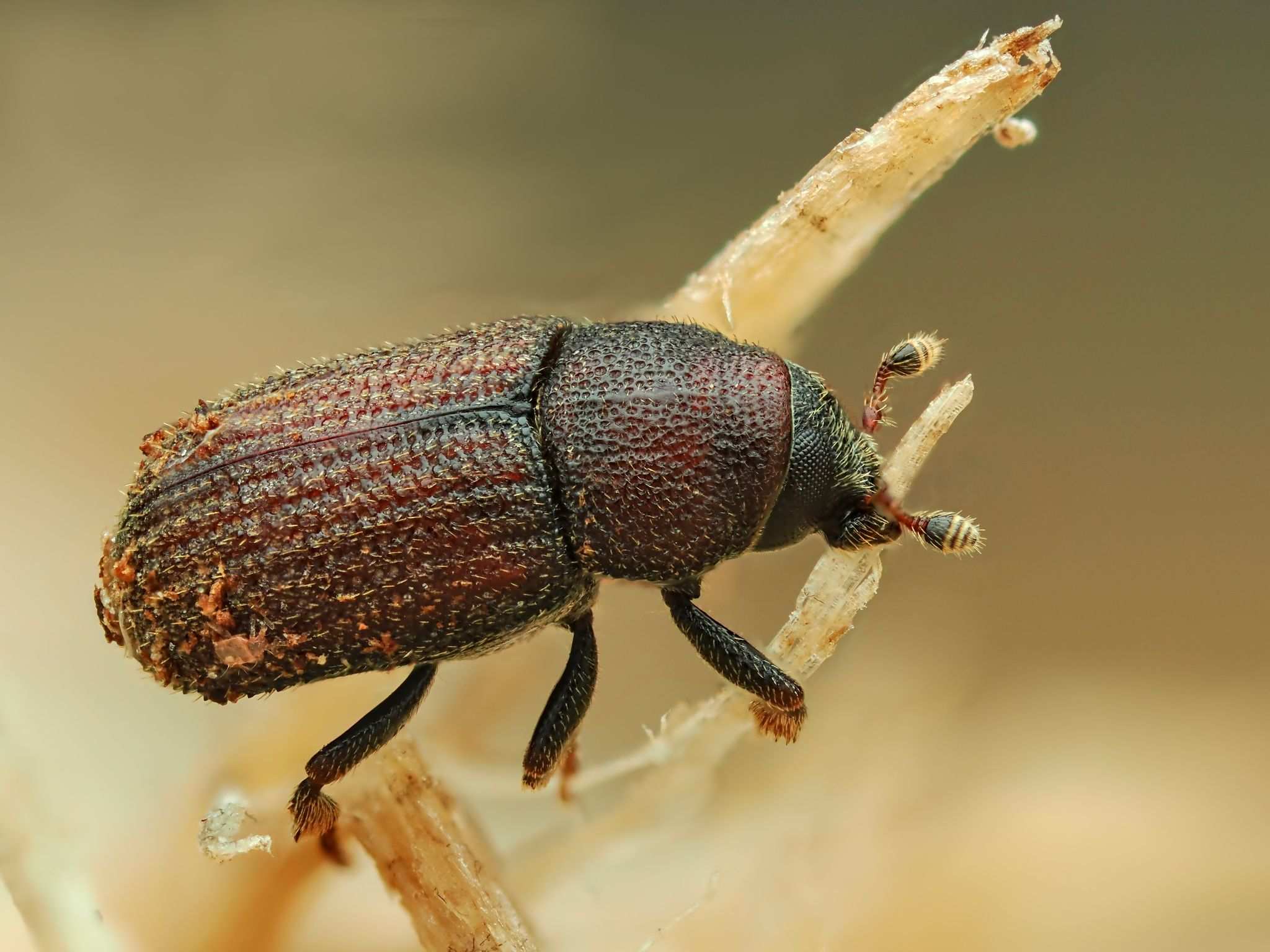 Hylurgops palliatus
