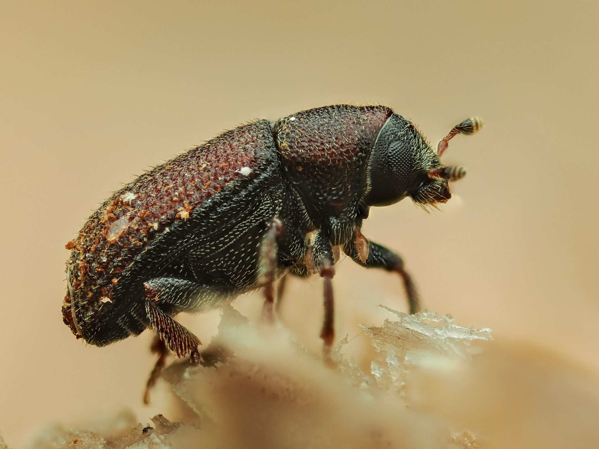 Hylurgops palliatus