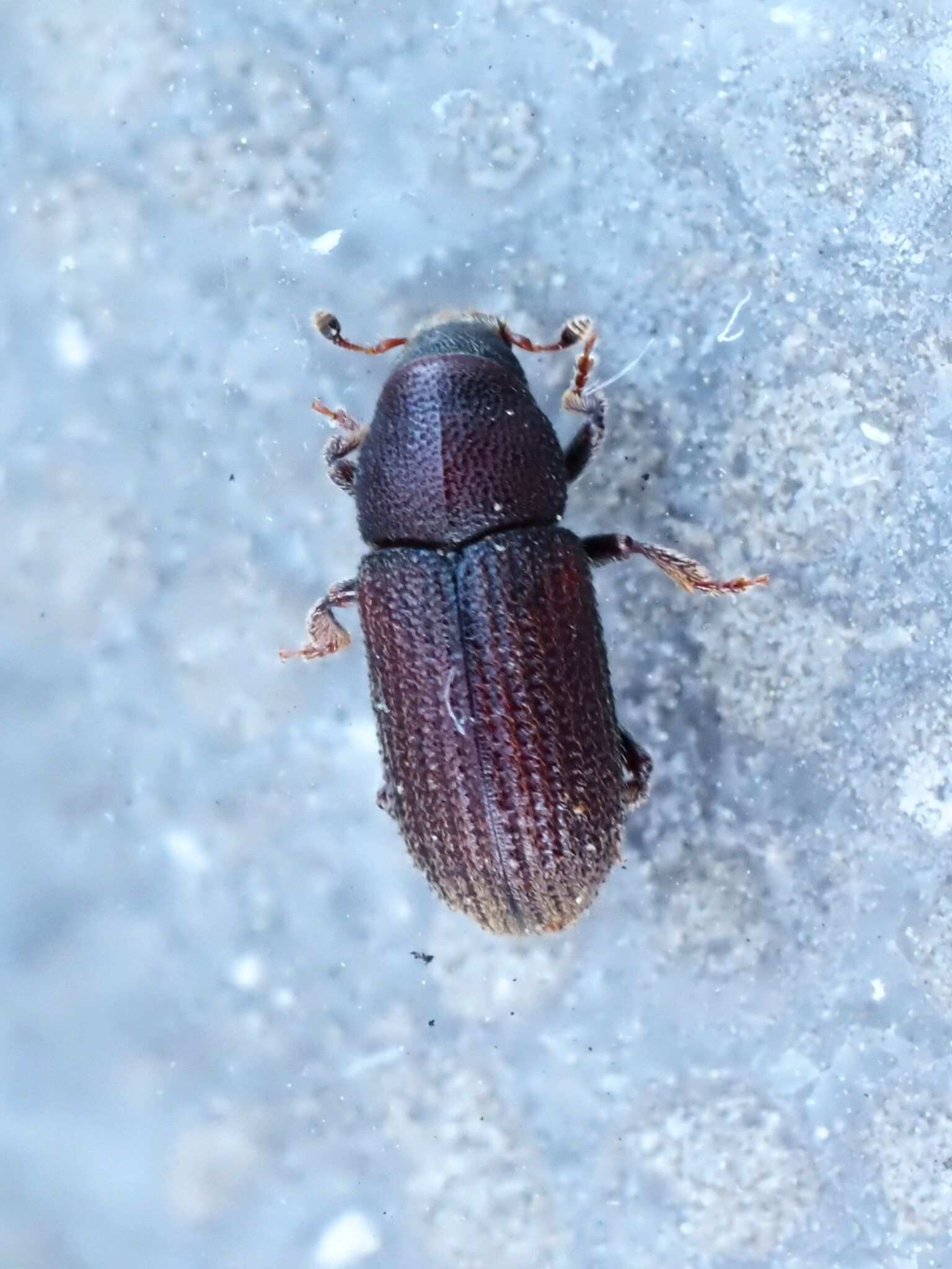 Hylurgops palliatus
