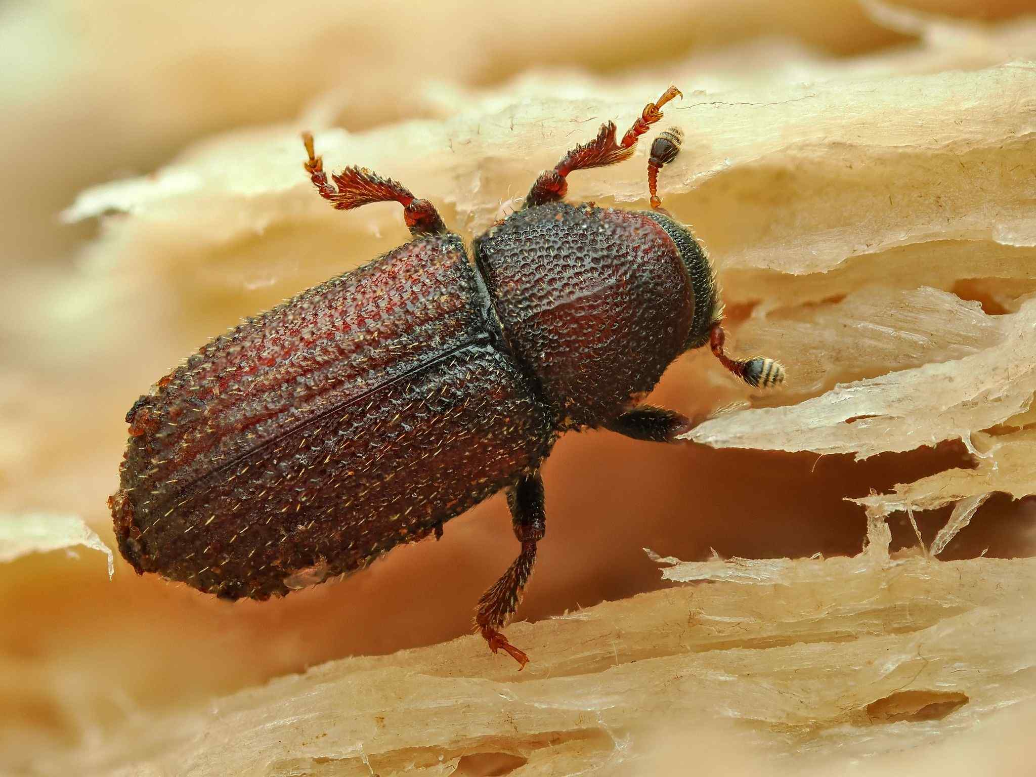 Hylurgops palliatus