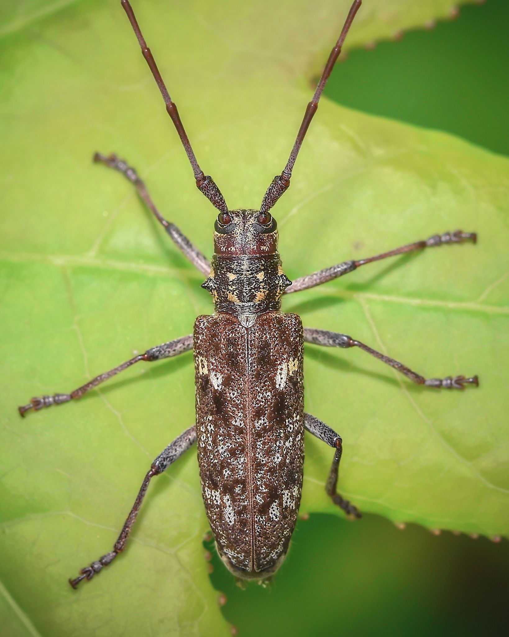 Monochamus carolinensis