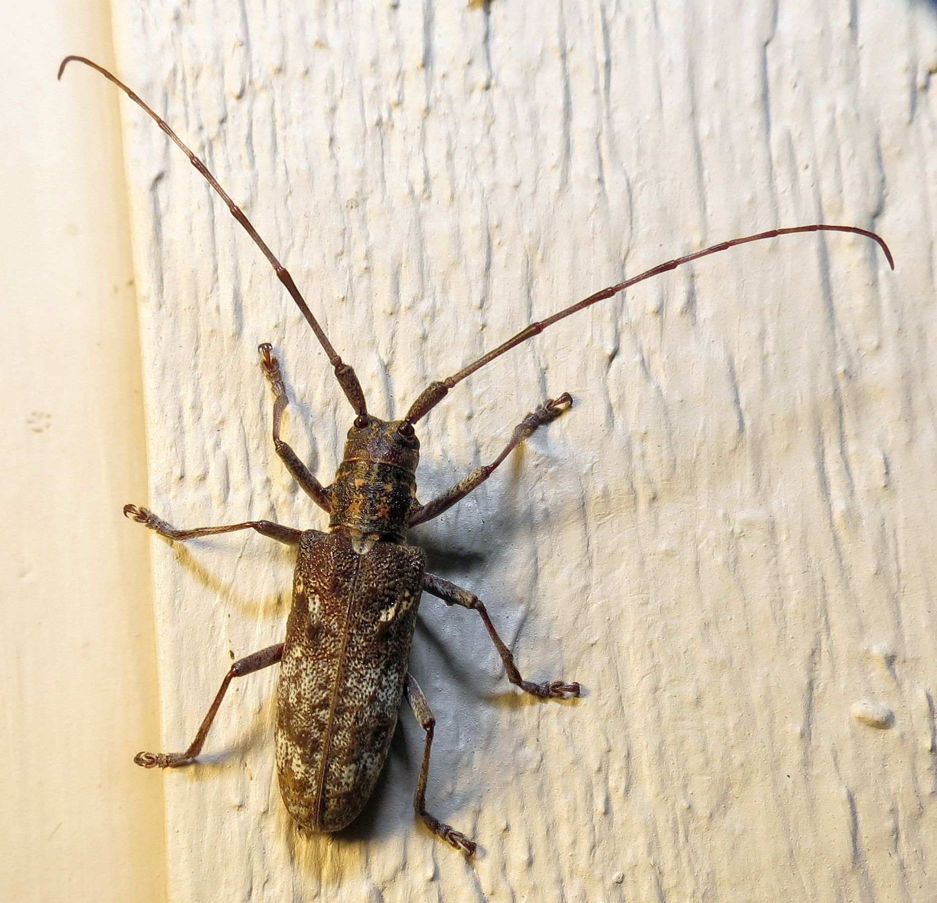Monochamus carolinensis