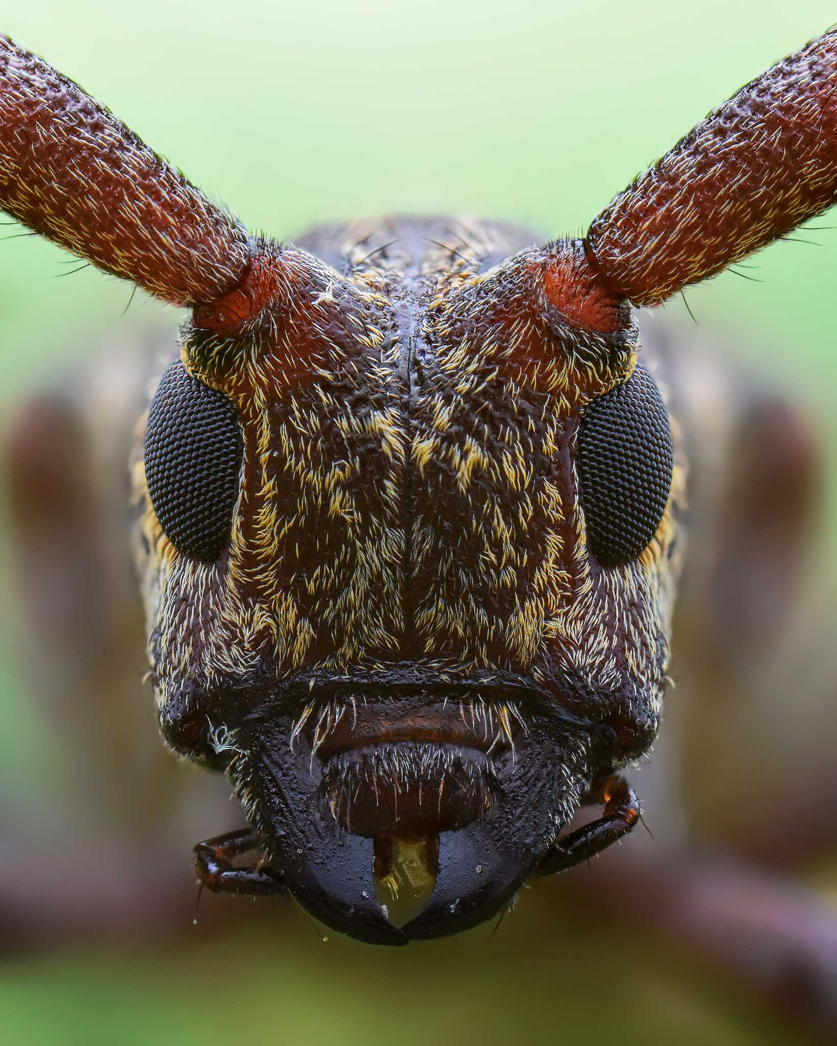 Monochamus carolinensis