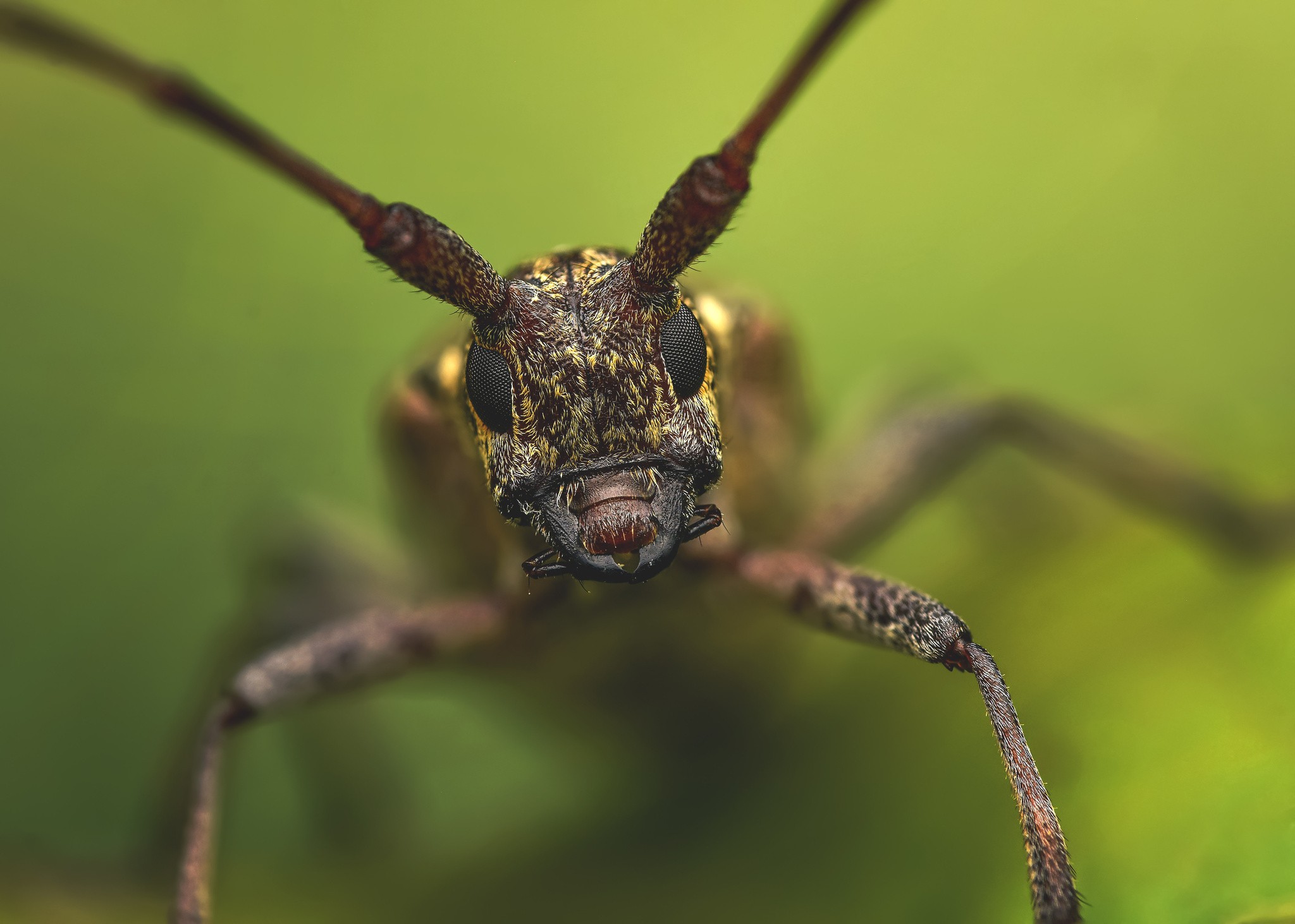 Monochamus carolinensis