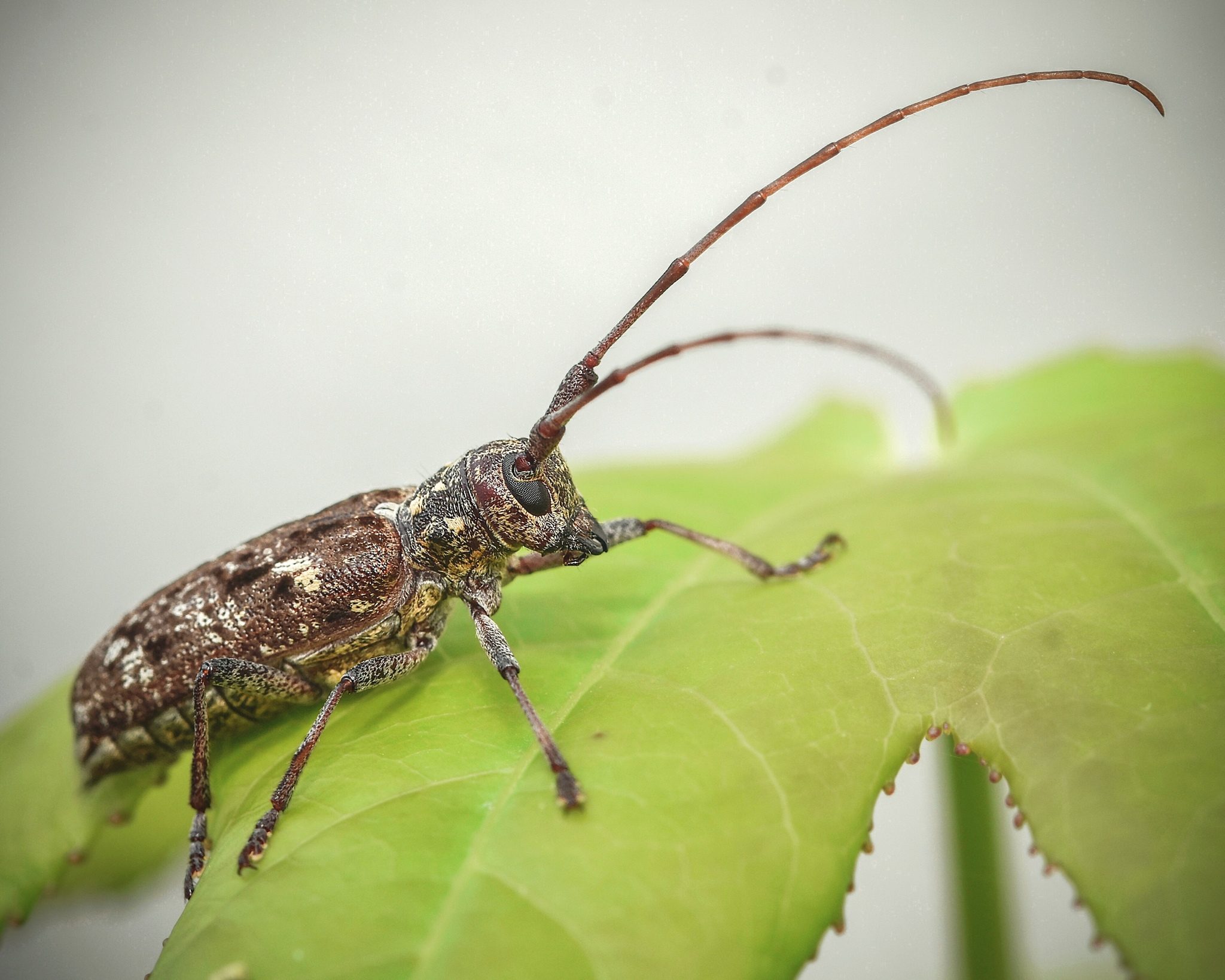 Monochamus carolinensis