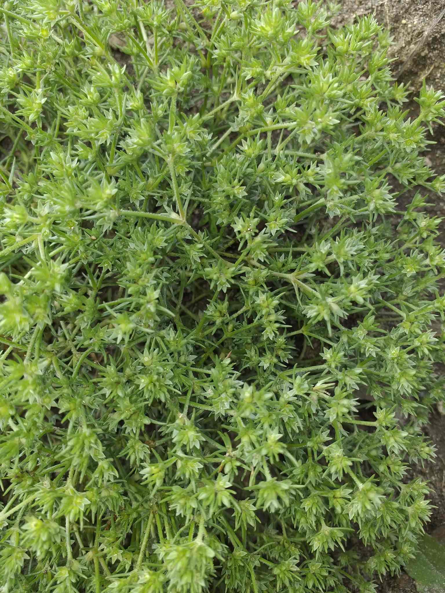Scleranthus annuus