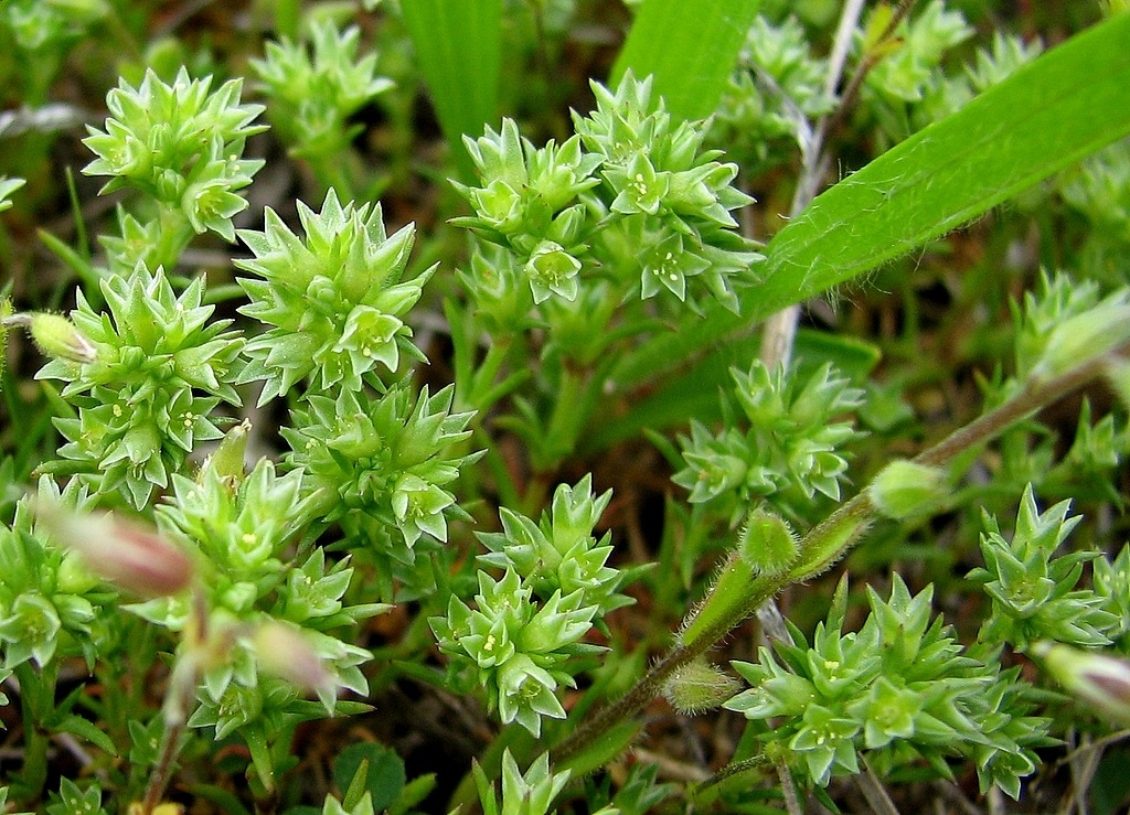 Scleranthus annuus