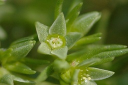 Scleranthus annuus