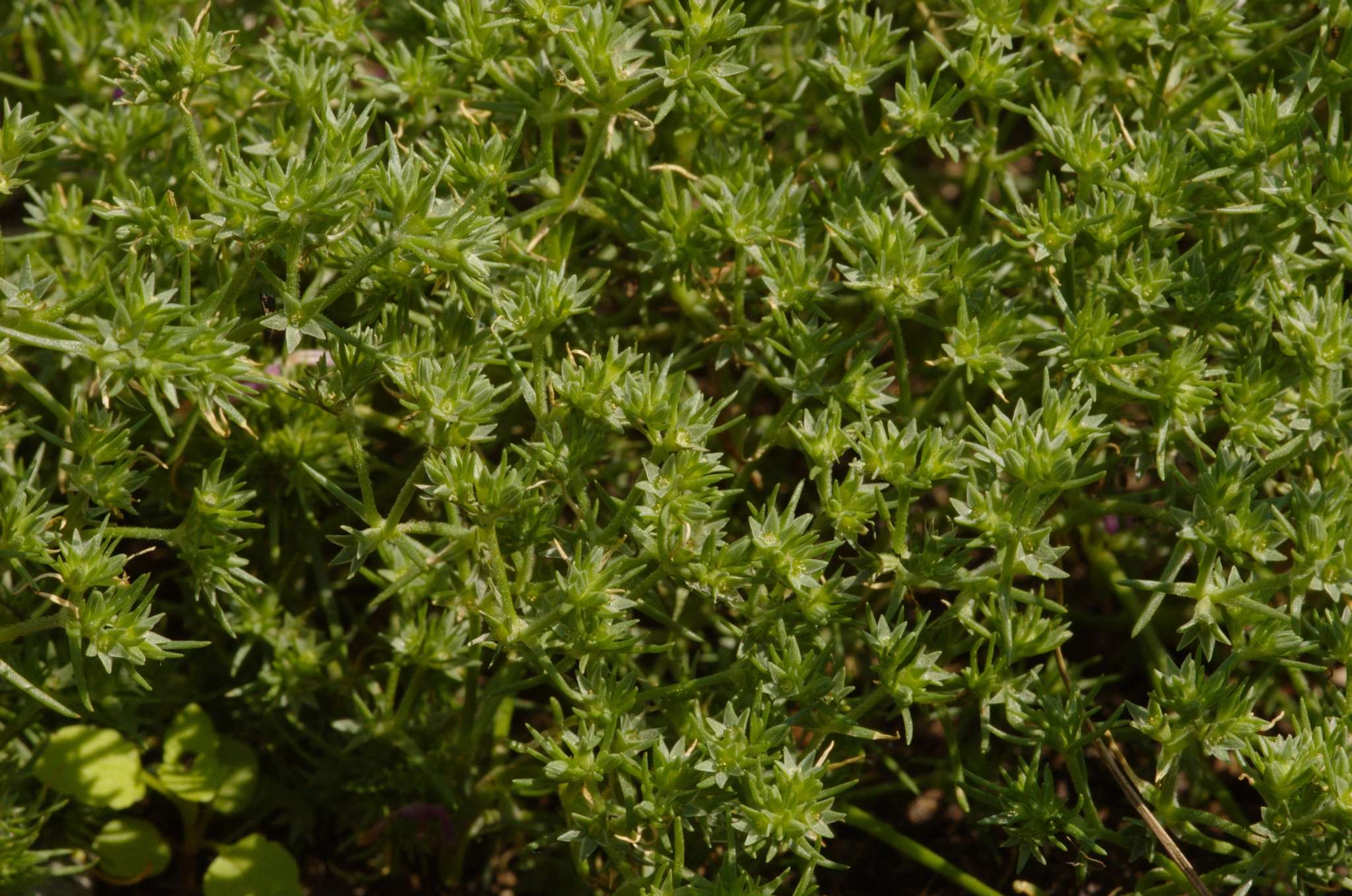 Scleranthus annuus