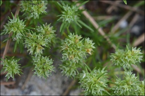 Scleranthus annuus