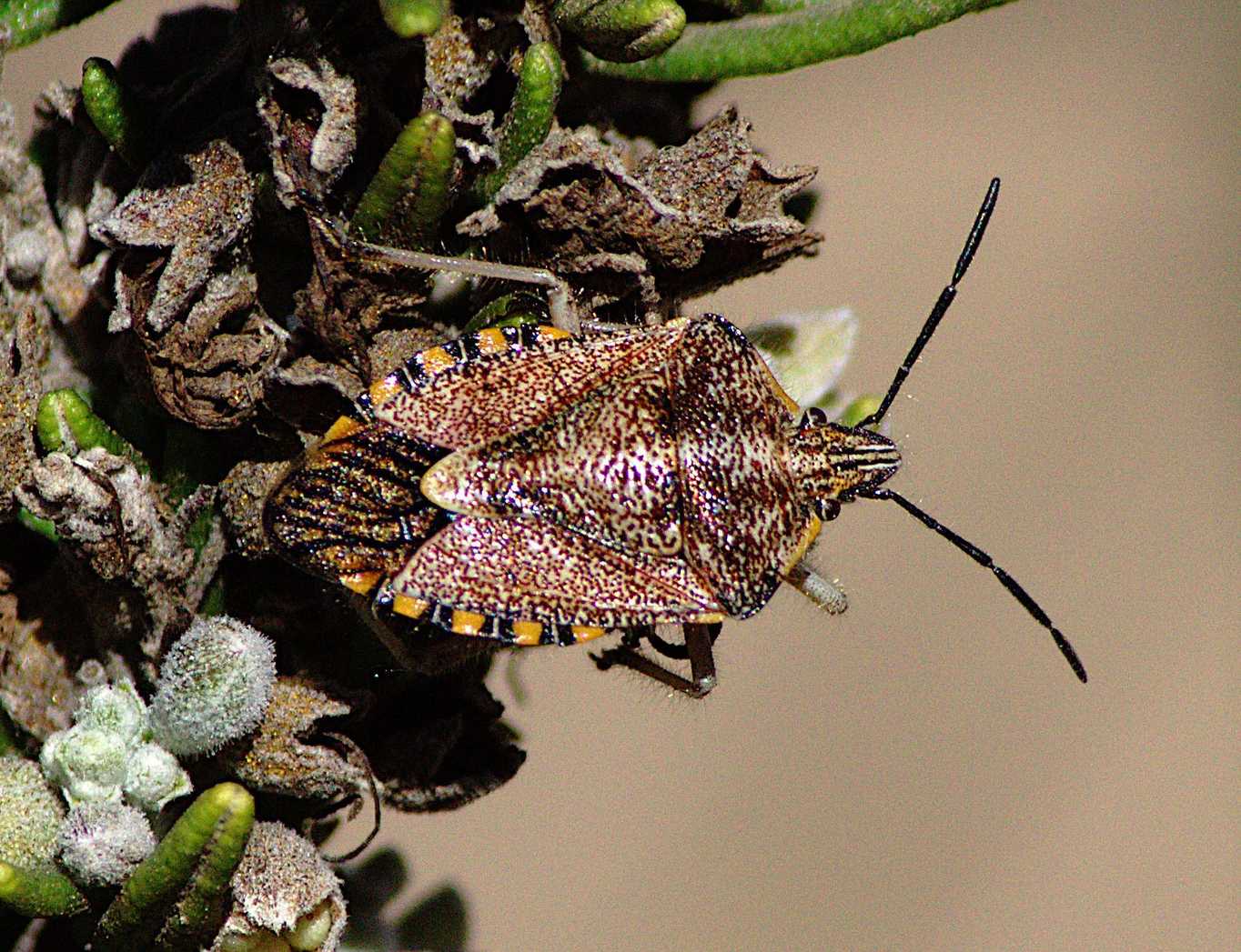Agonoscelis versicoloratus