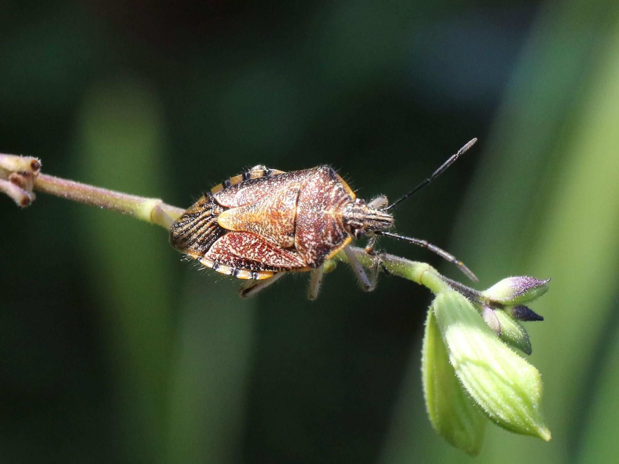 Agonoscelis versicoloratus