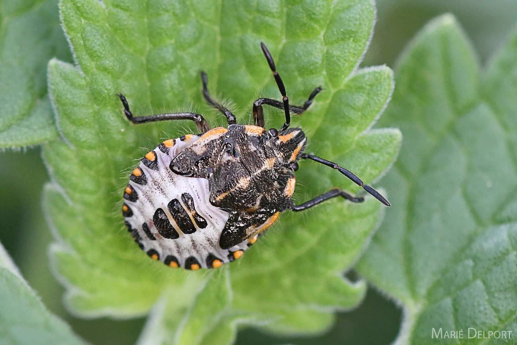 Agonoscelis versicoloratus
