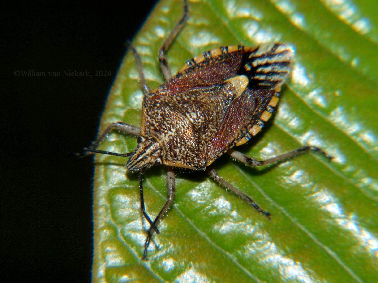 Agonoscelis versicoloratus