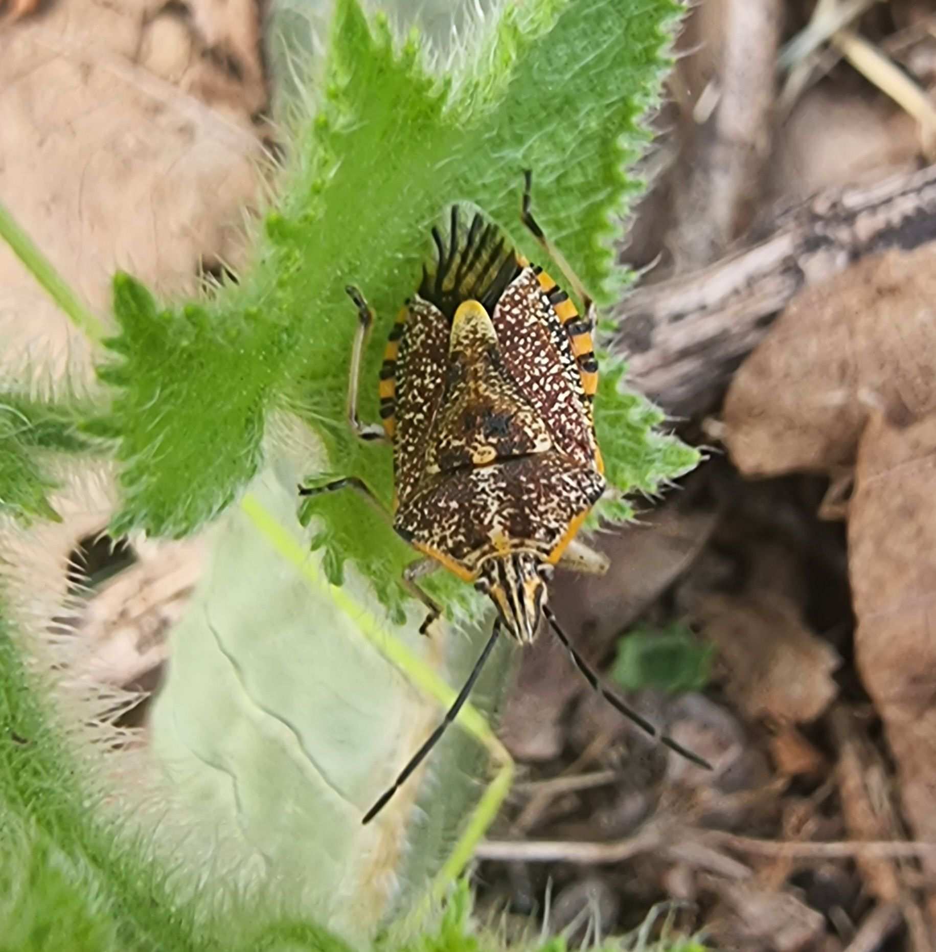 Agonoscelis versicoloratus