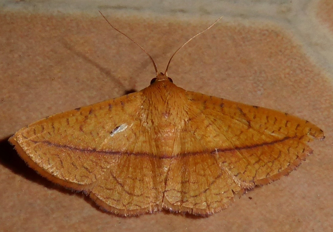Striglina scitaria