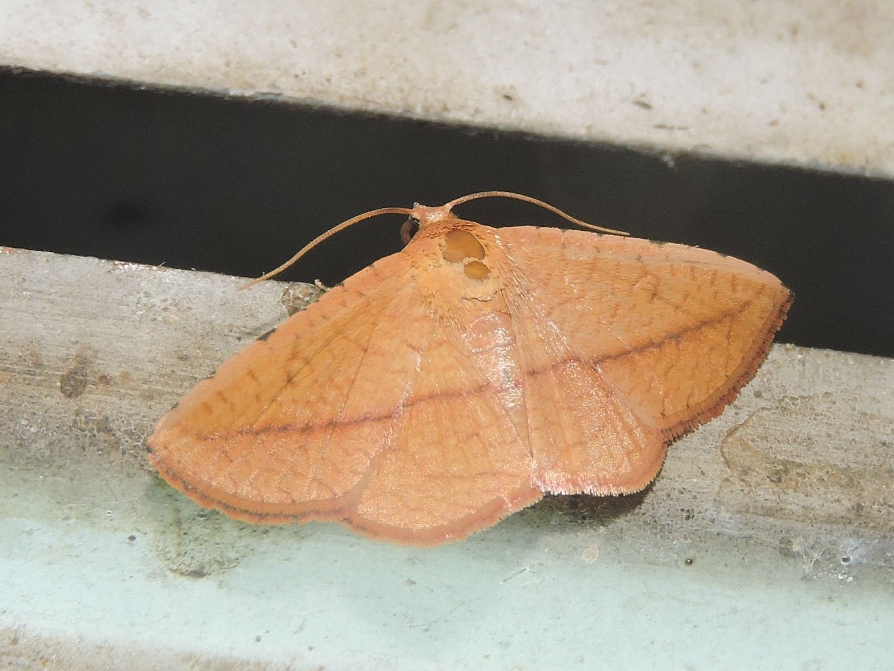 Striglina scitaria