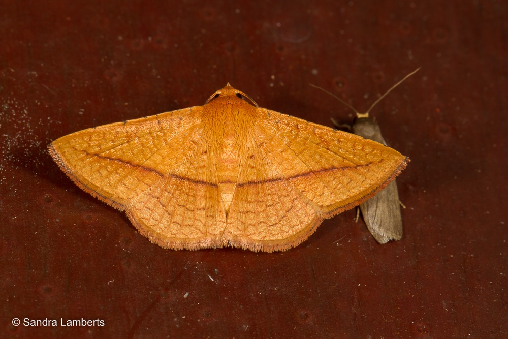 Striglina scitaria