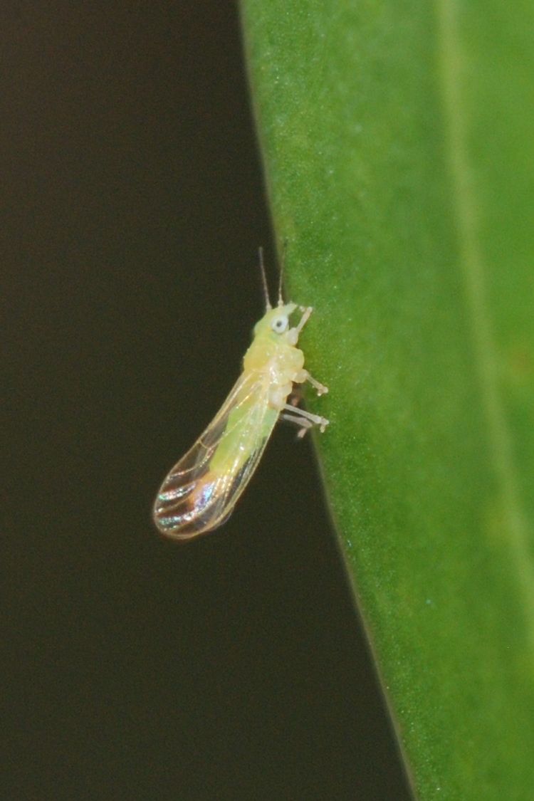 Eucalyptolyma maideni