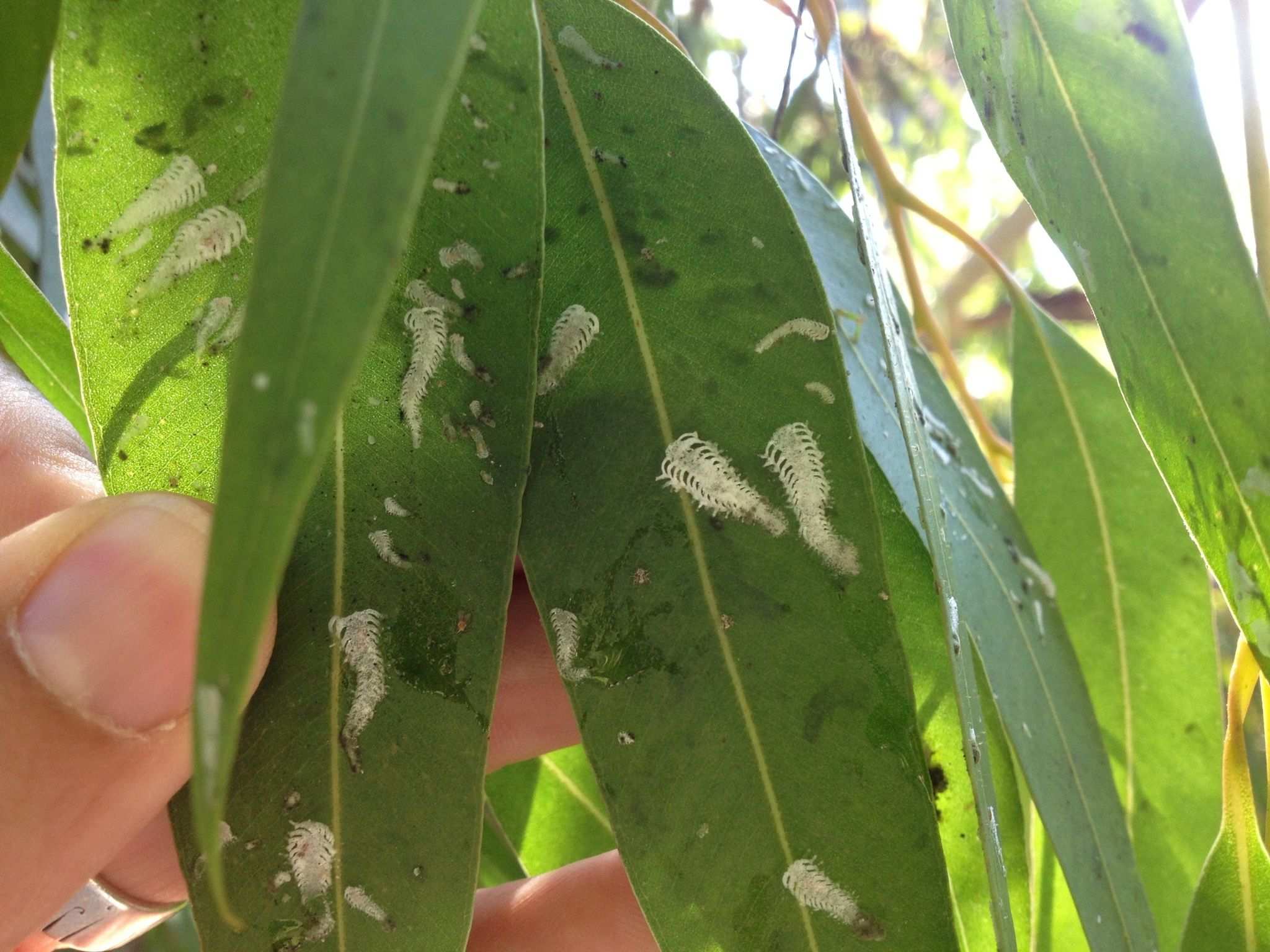 Eucalyptolyma maideni