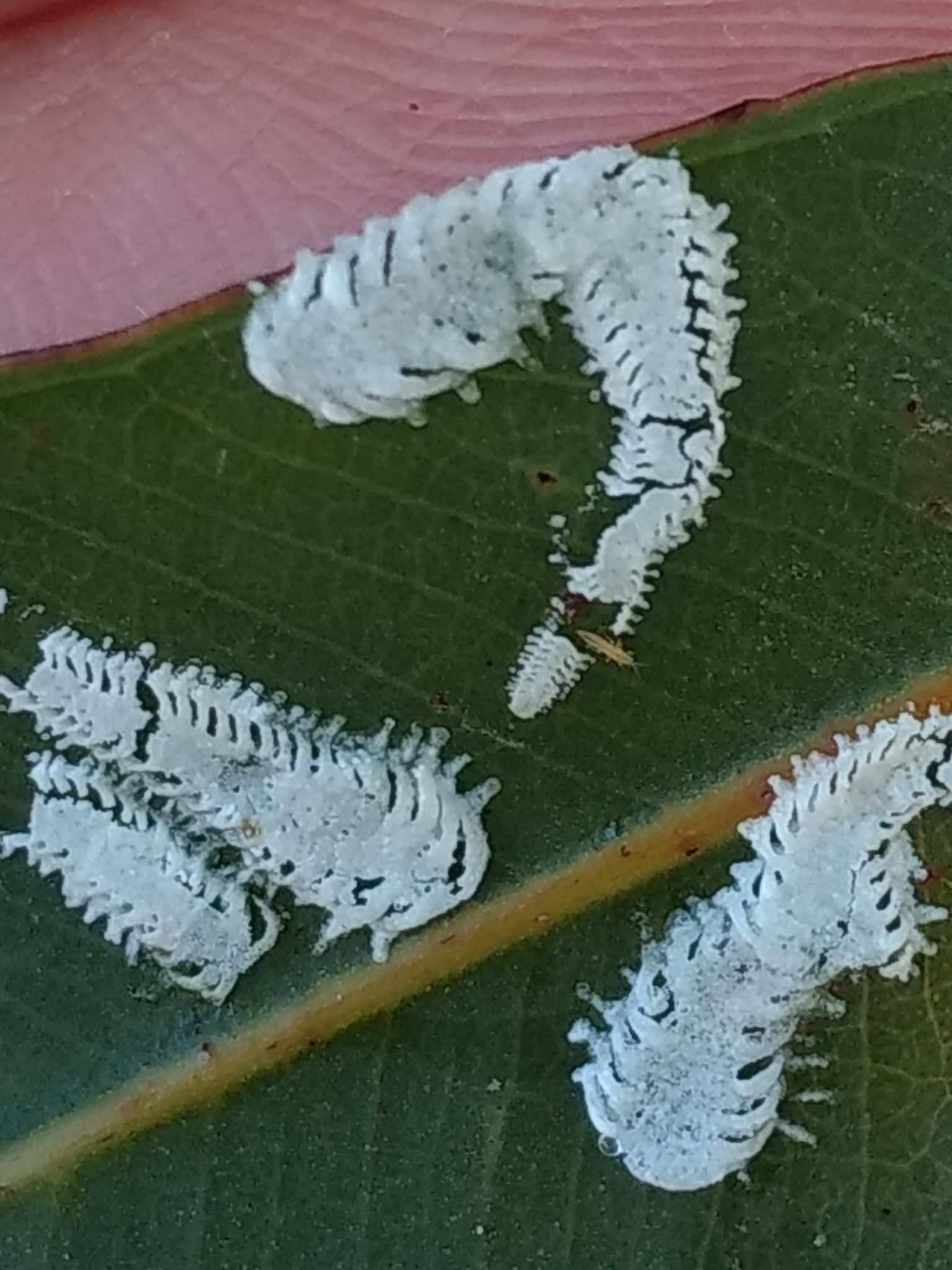 Eucalyptolyma maideni