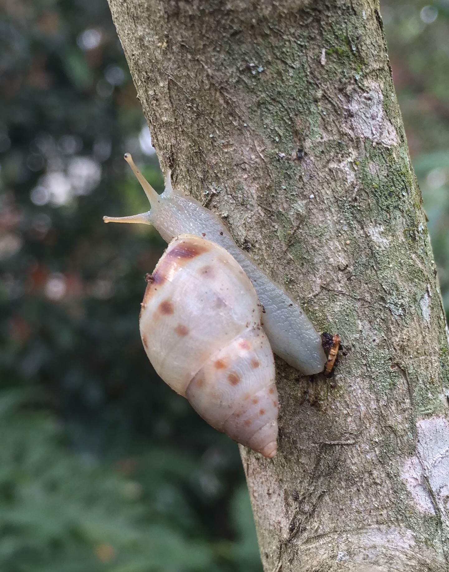 Drymaeus dormani