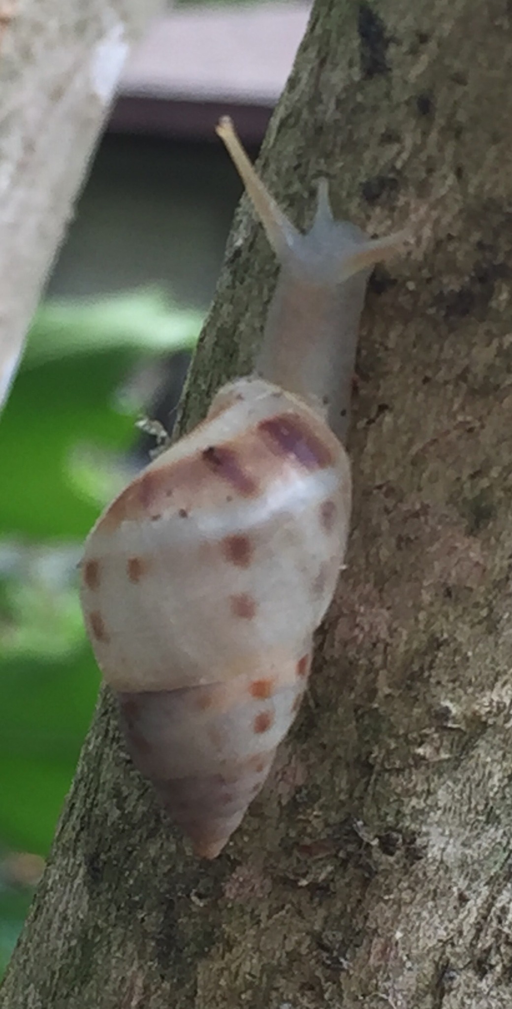 Drymaeus dormani