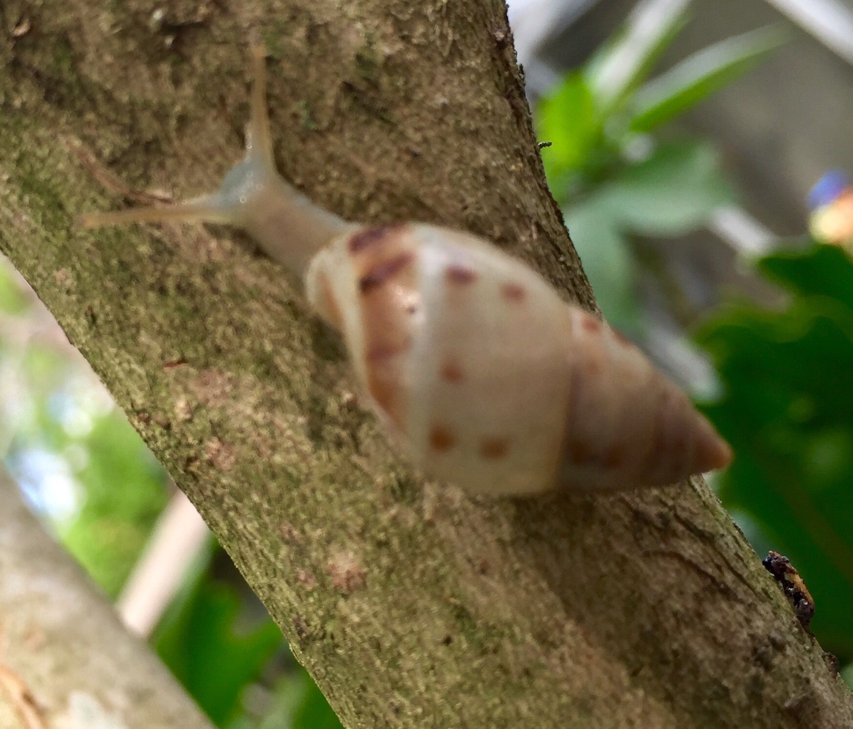 Drymaeus dormani