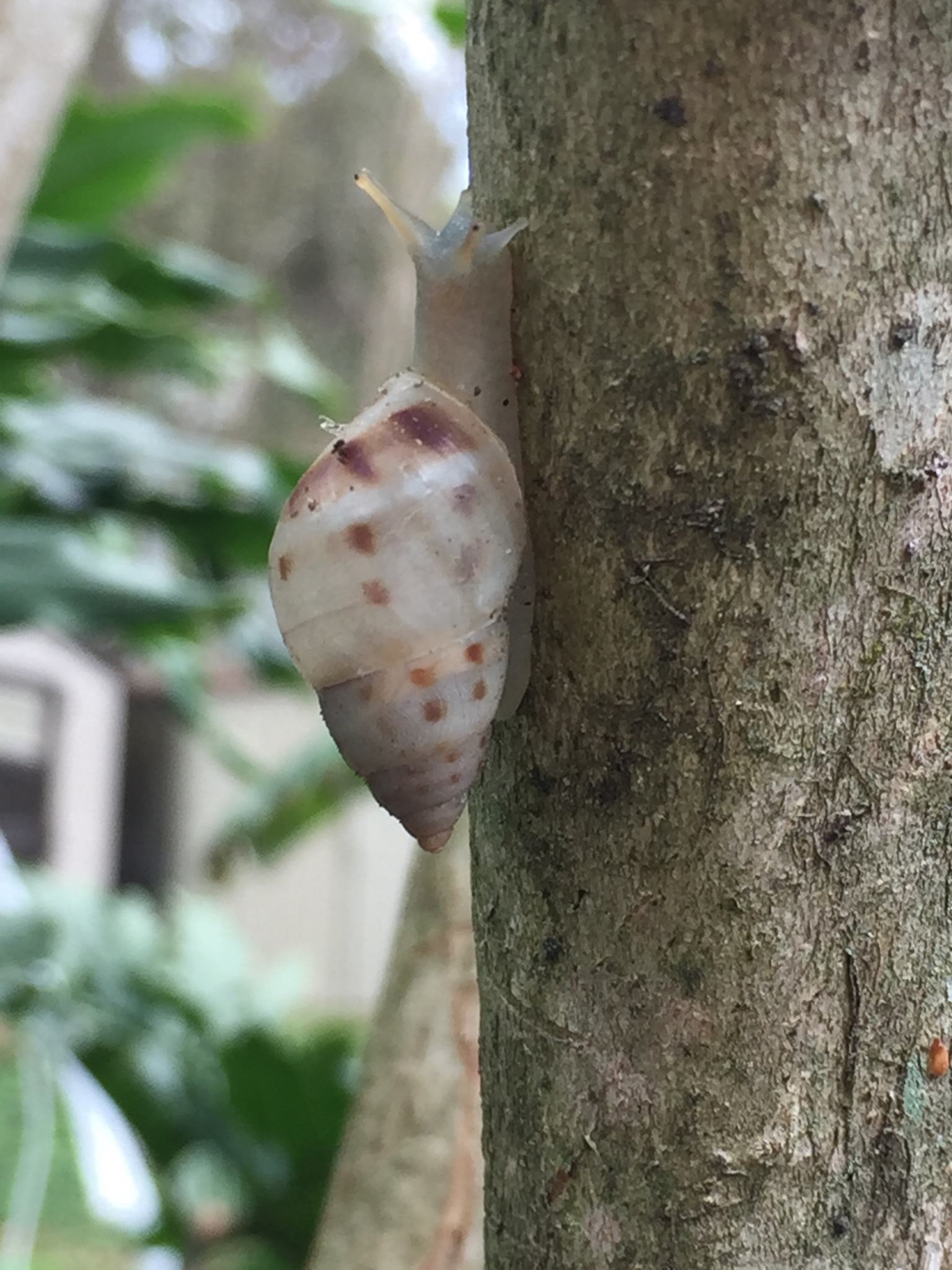 Drymaeus dormani