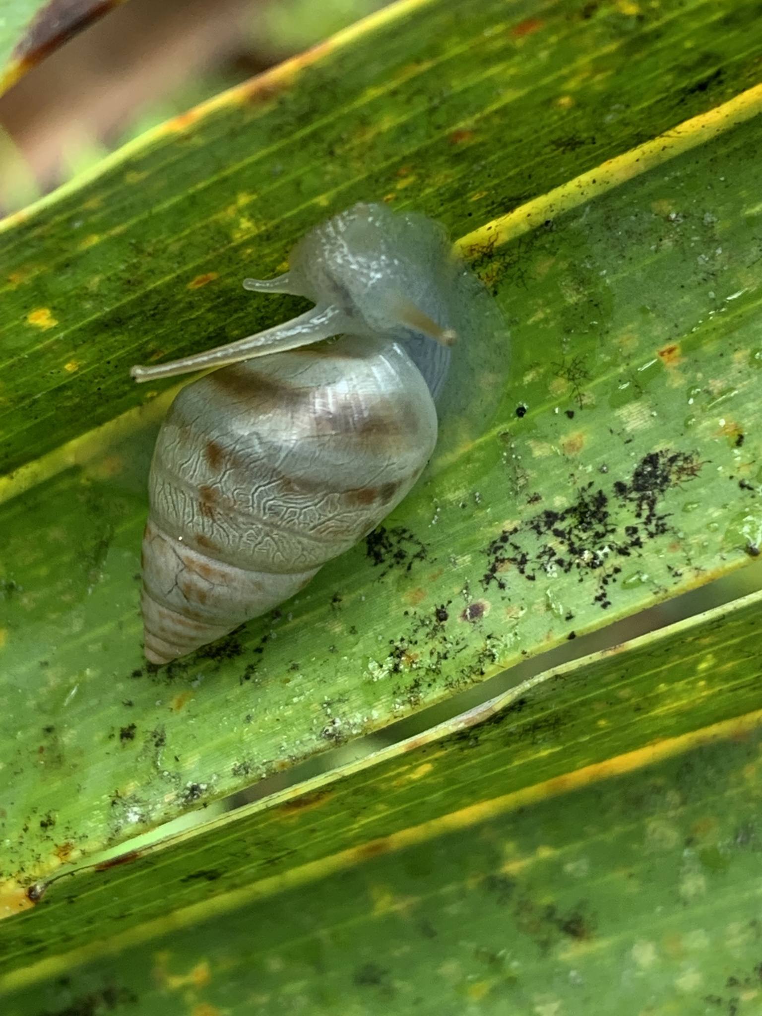 Drymaeus dormani