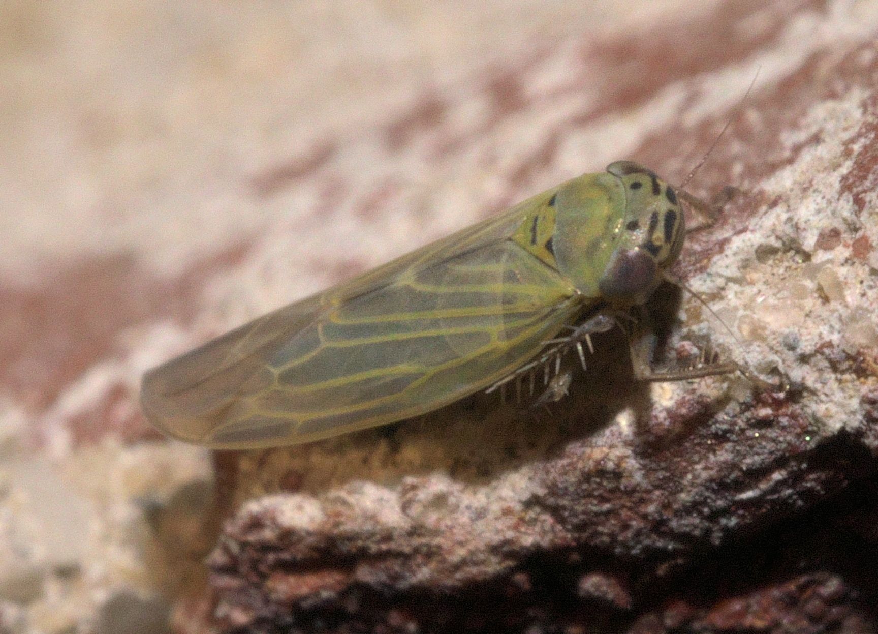 Macrosteles