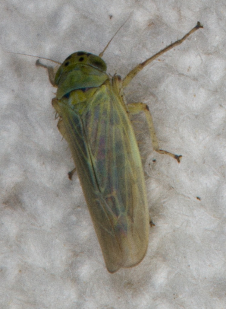 Macrosteles