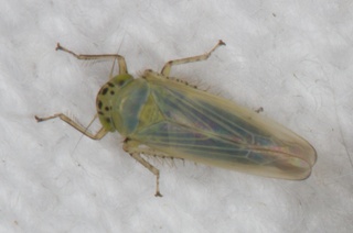 Macrosteles