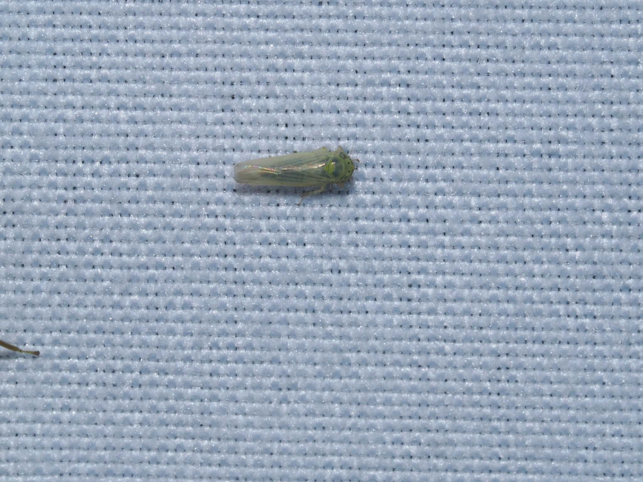Macrosteles