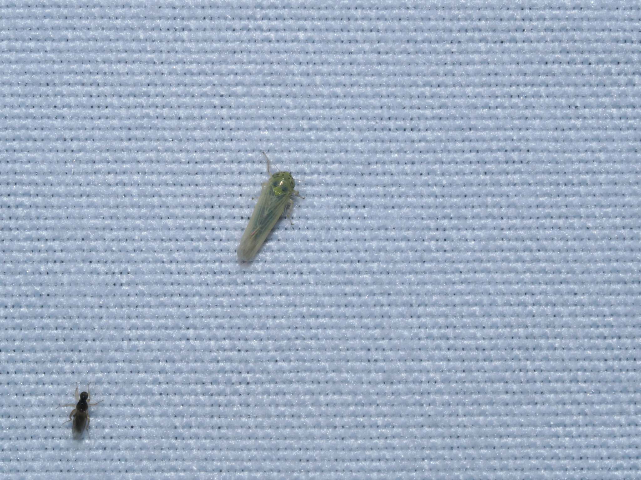 Macrosteles