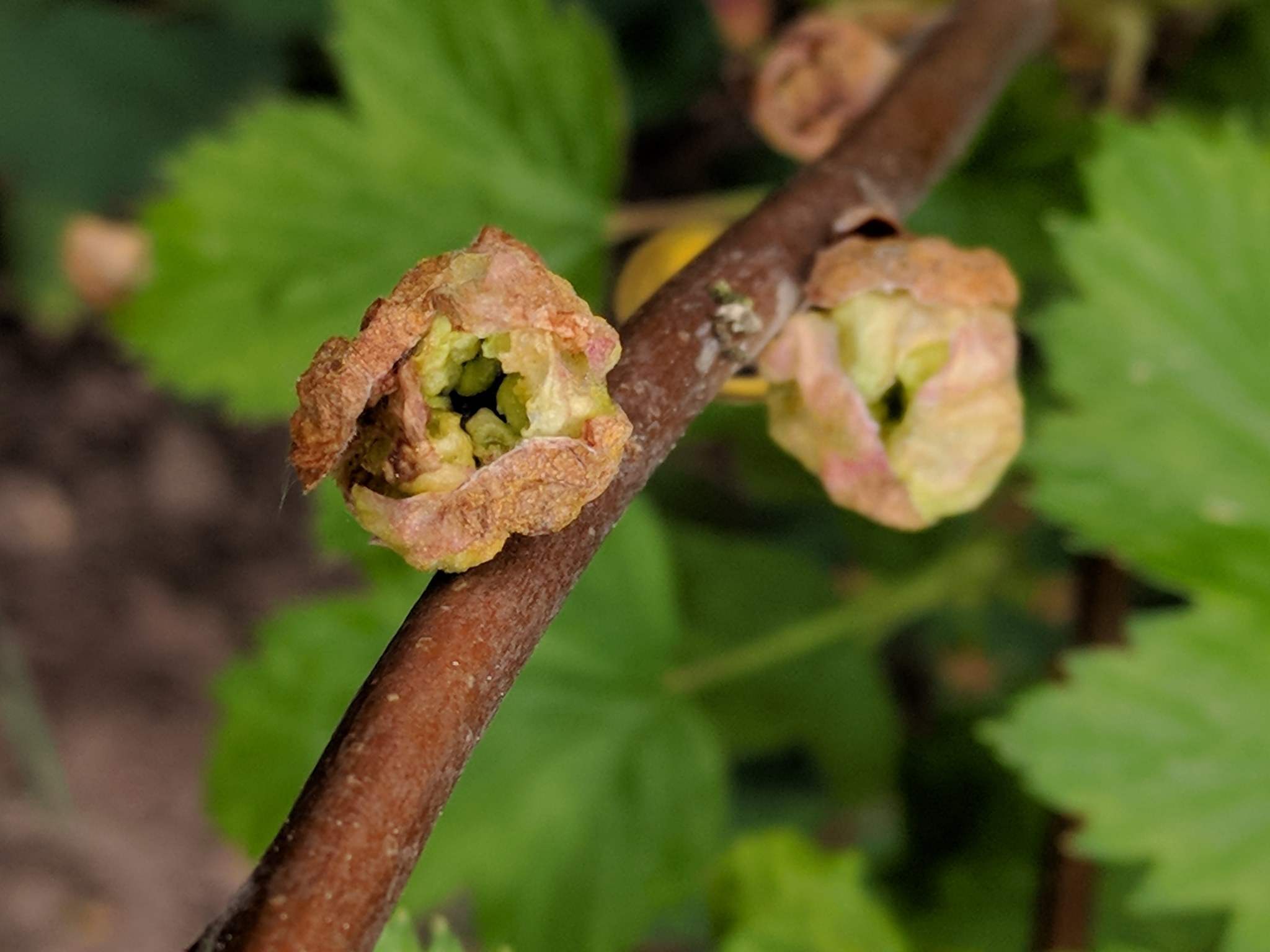 Cecidophyopsis ribis