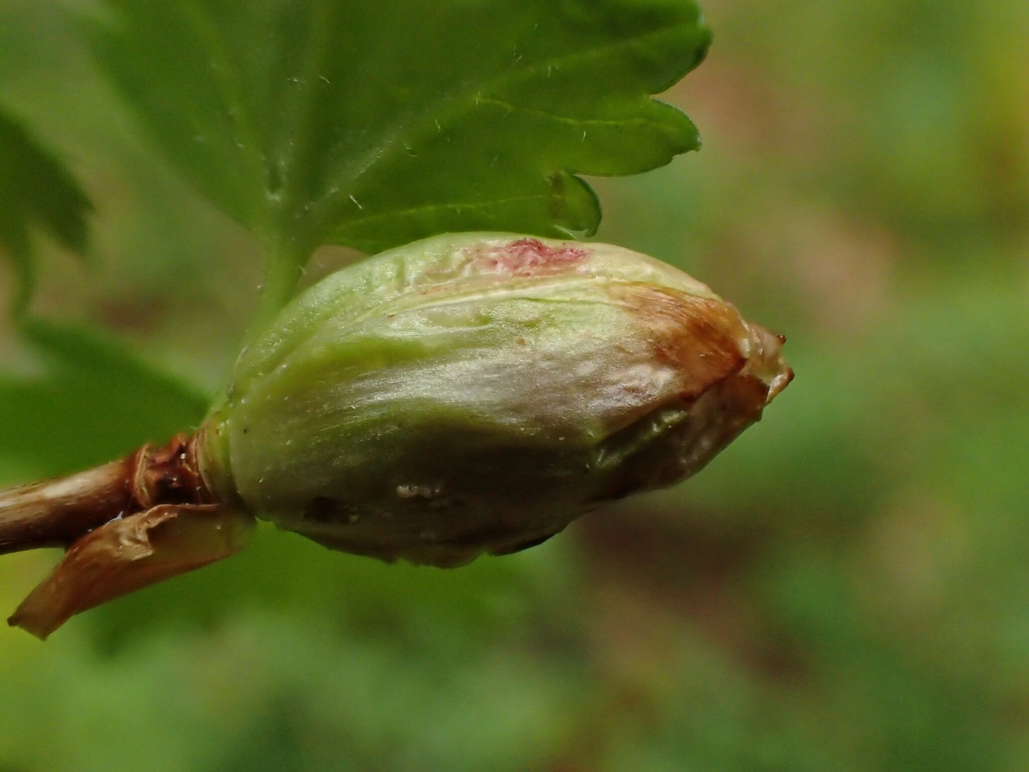 Cecidophyopsis ribis